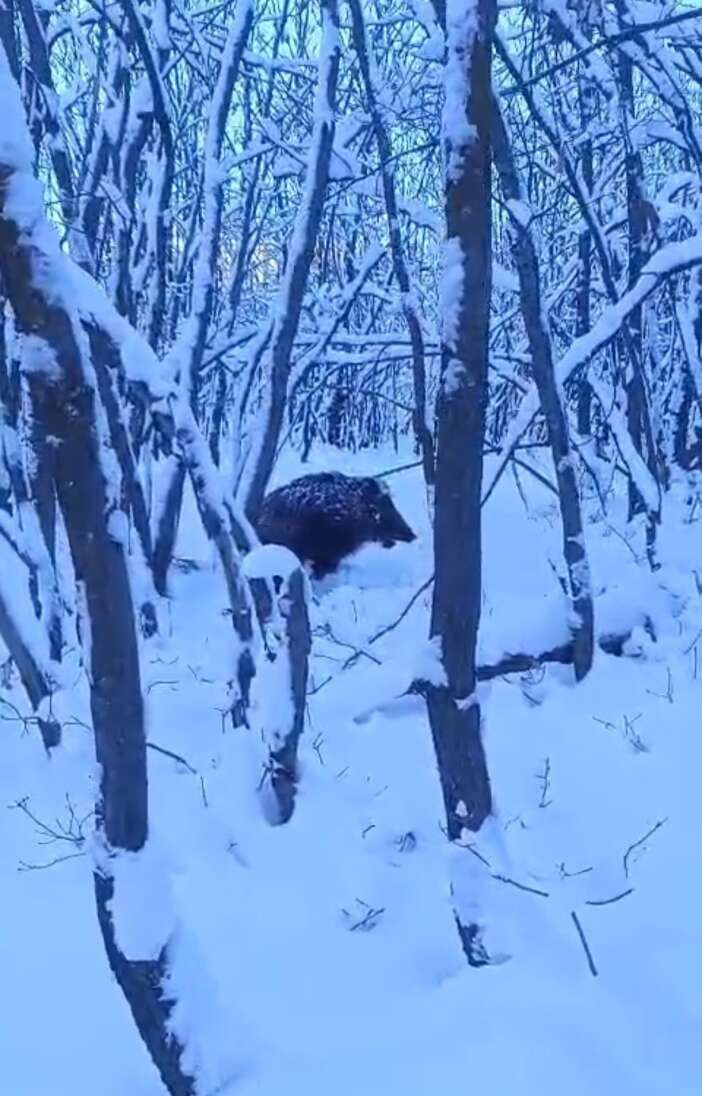 hayvanlarini-otlatan-coban-yaban-domuzunun-saldirisina-ugradi