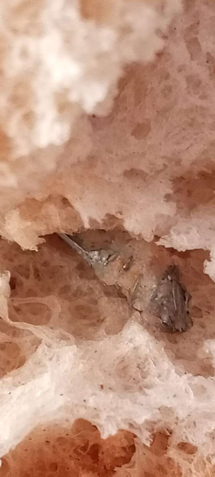 vatandasin-yeni-kabusu-ekmek-oldu-icinden-cikan-pes-dedirtti