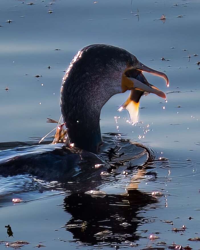 konyanin-kus-cenneti-emekli-astsubayin-kadrajinda