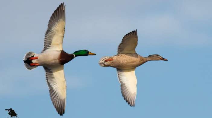 konyanin-kus-cenneti-emekli-astsubayin-kadrajinda