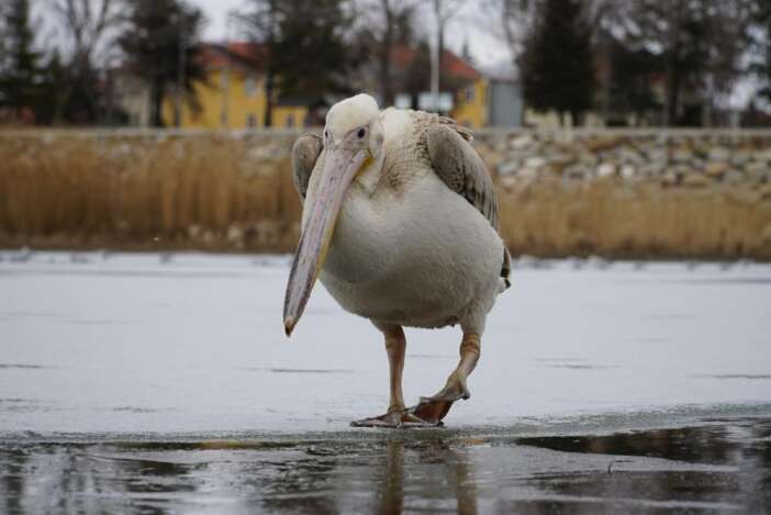 beysehir-golunde-kis-surprizi-duyan-fotograf-cekmeye-kostu