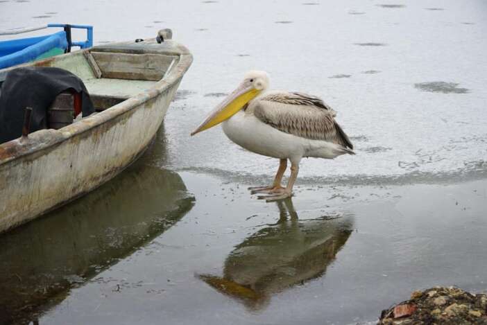 beysehir-golunde-kis-surprizi-duyan-fotograf-cekmeye-kostu