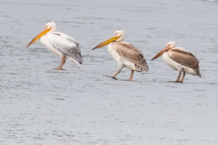 beysehir-golunde-kis-surprizi-duyan-fotograf-cekmeye-kostu