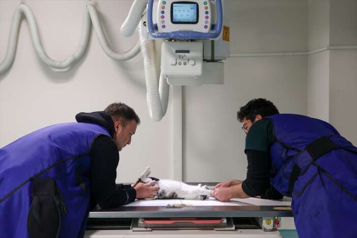 konyada-kedi-ve-kopek-sahipleri-artik-dis-sagligina-da-onem-veriyor