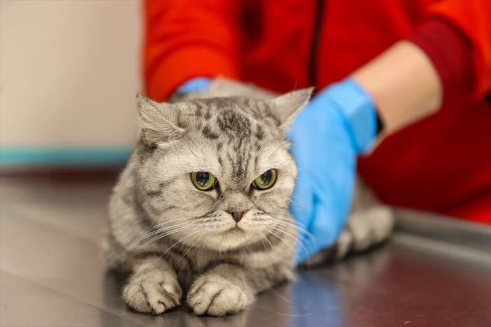 konyada-kedi-ve-kopek-sahipleri-artik-dis-sagligina-da-onem-veriyor