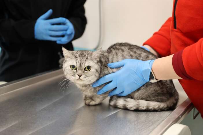 konyada-kedi-ve-kopek-sahipleri-artik-dis-sagligina-da-onem-veriyor