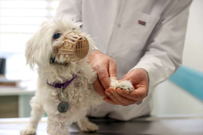 konyada-kedi-ve-kopek-sahipleri-artik-dis-sagligina-da-onem-veriyor