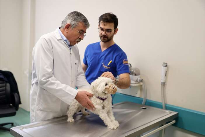 konyada-kedi-ve-kopek-sahipleri-artik-dis-sagligina-da-onem-veriyor