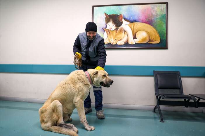 konyada-kedi-ve-kopek-sahipleri-artik-dis-sagligina-da-onem-veriyor