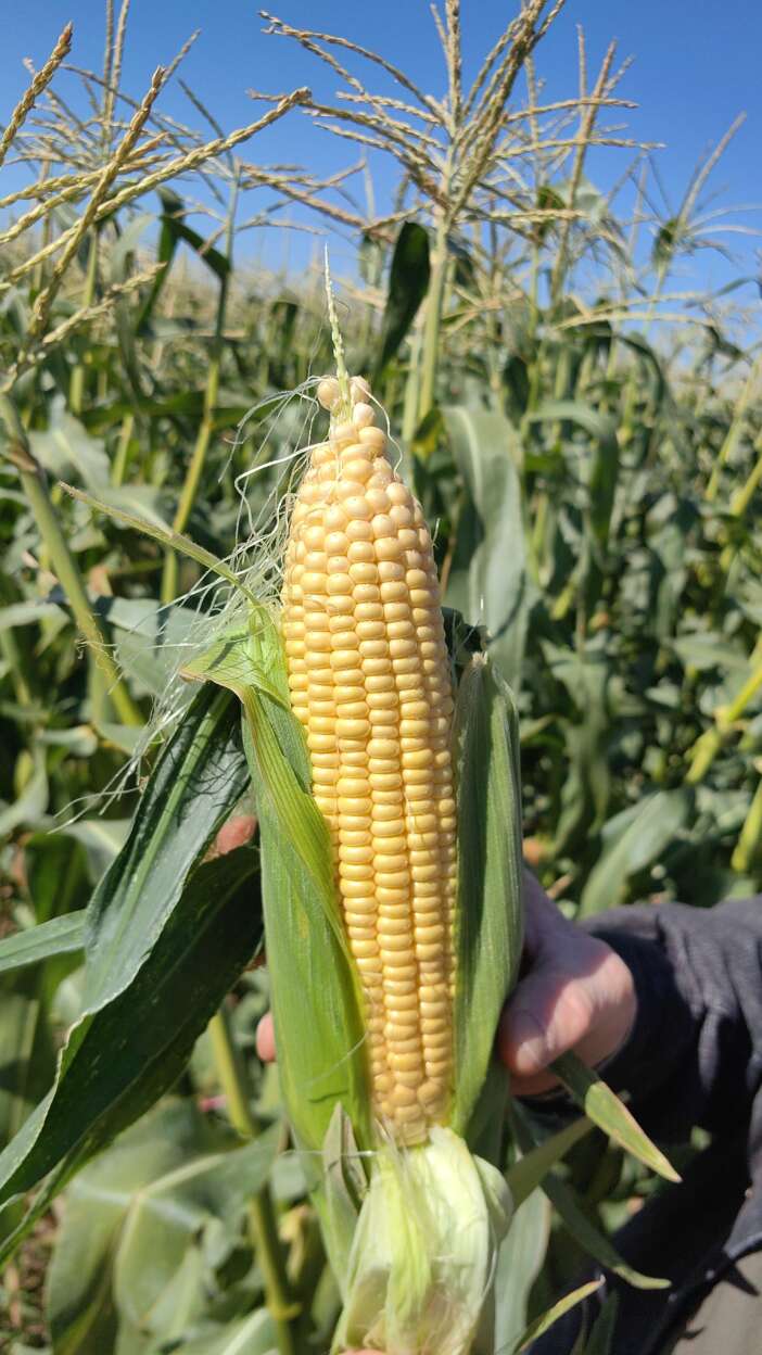 konya-ciftcisi-kararsiz