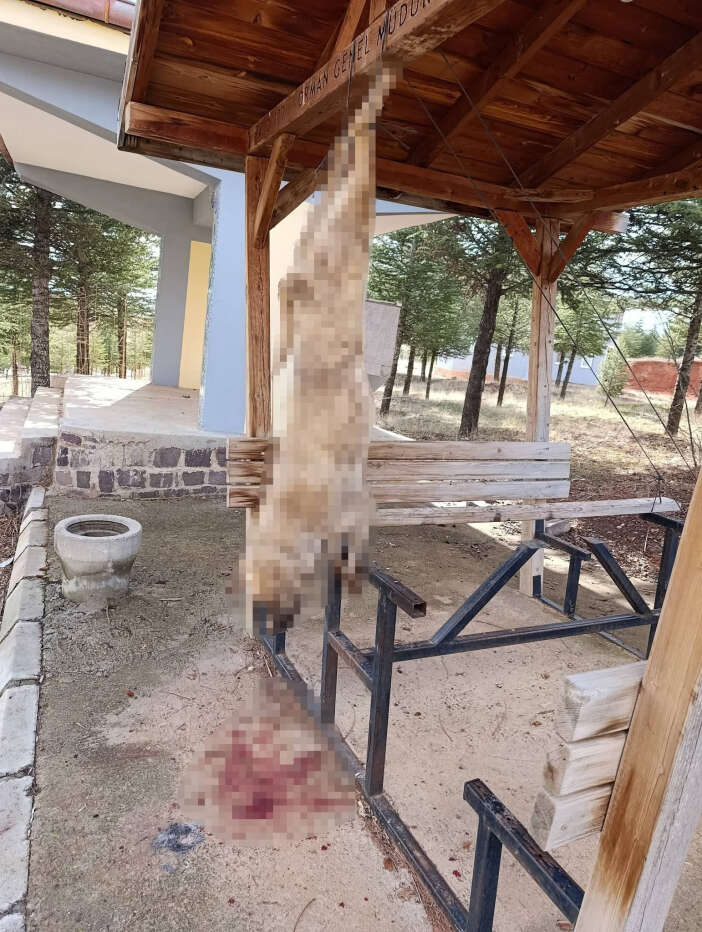 vahsetin-adresi-afyonkarahisar-bir-kopek-iskence-ile-olduruldu