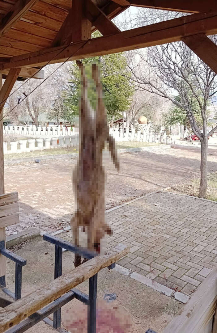 vahsetin-adresi-afyonkarahisar-bir-kopek-iskence-ile-olduruldu