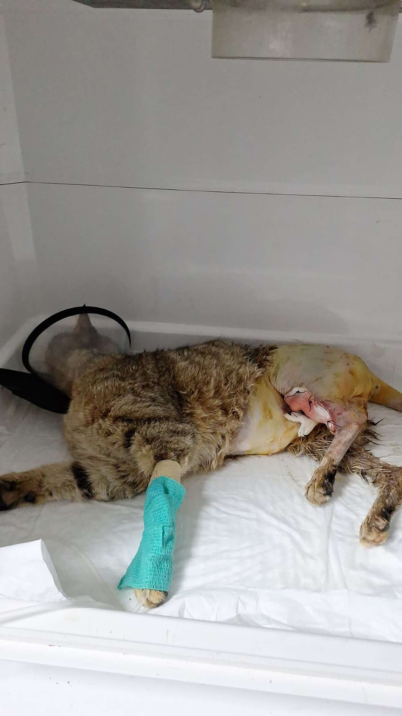 kediyi-ezen-surucuye-mahkemeden-ornek-ceza-1-ay-onlara-hizmet-edecek