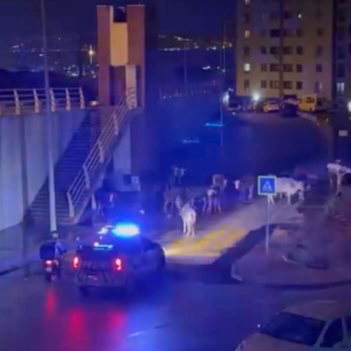 polis-megafonundan-gulduren-anons-inekler-dagilin