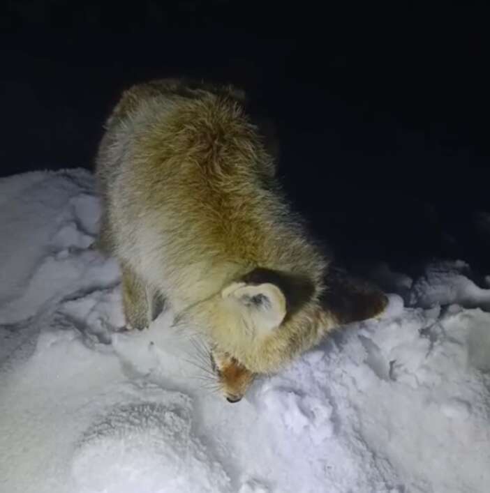 soguk-havaya-dayanamayan-tilki-heykel-gibi-dondu