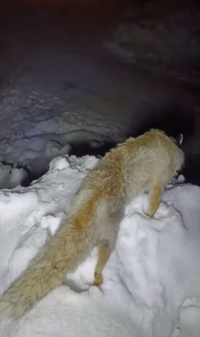 soguk-havaya-dayanamayan-tilki-heykel-gibi-dondu