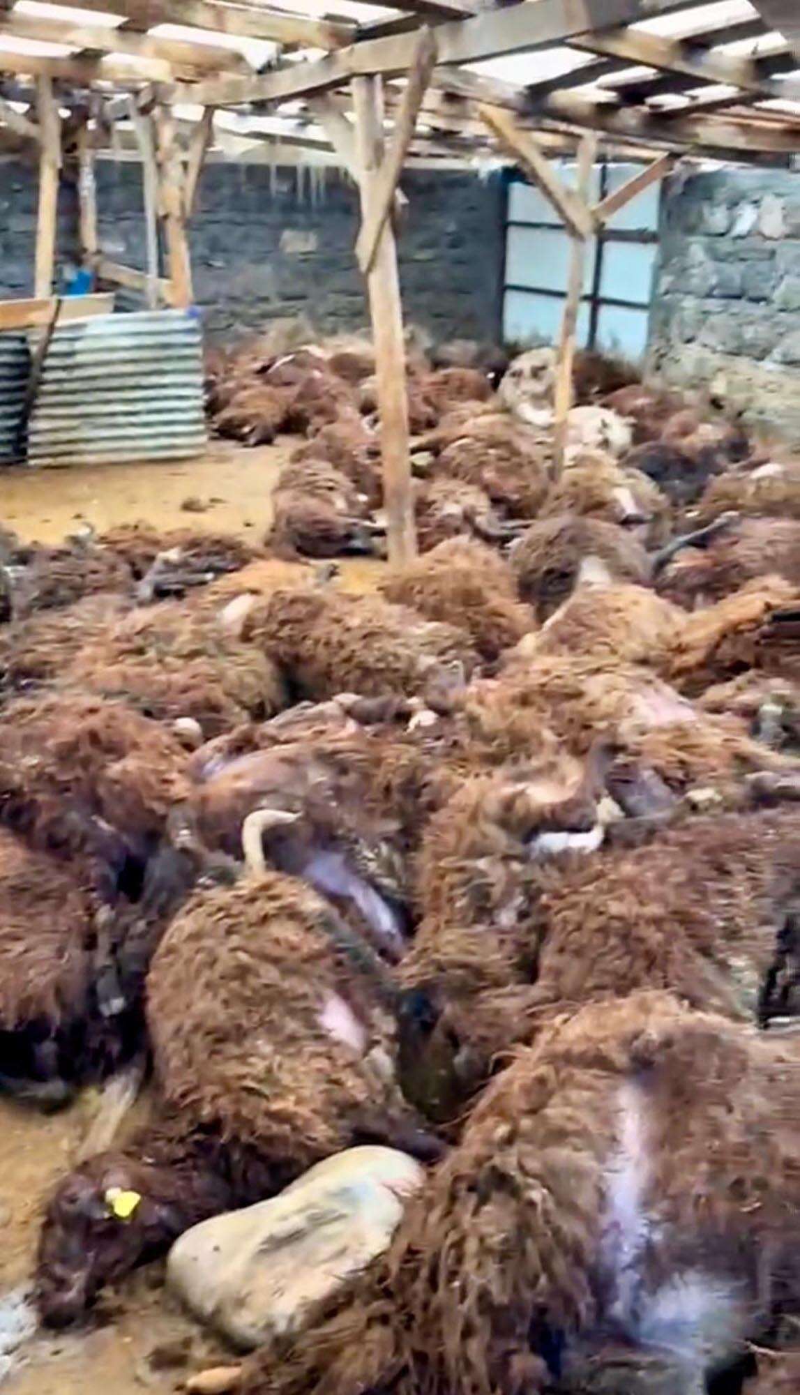 sis-cokunce-agila-girdi-25-saatte-200-koyunu-oldurdu