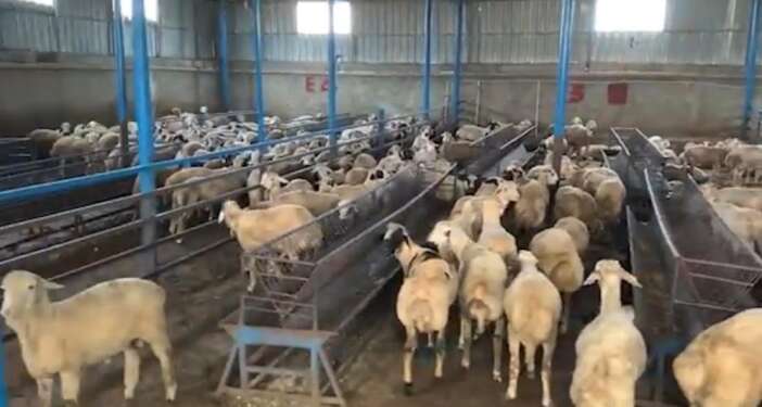 besicilerin-basina-dert-olan-dolandirici-14-milyon-tl-vurgun-yapti