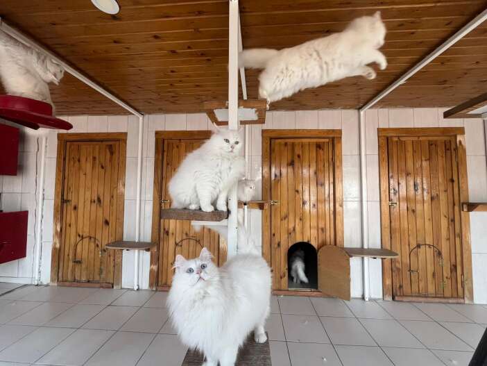 bu-merkez-700-can-dostunu-sahiplendirdi