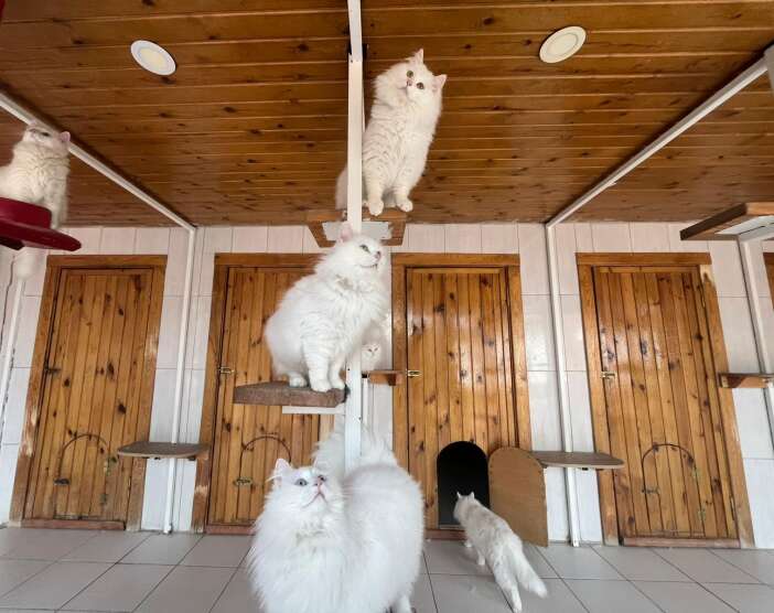 bu-merkez-700-can-dostunu-sahiplendirdi