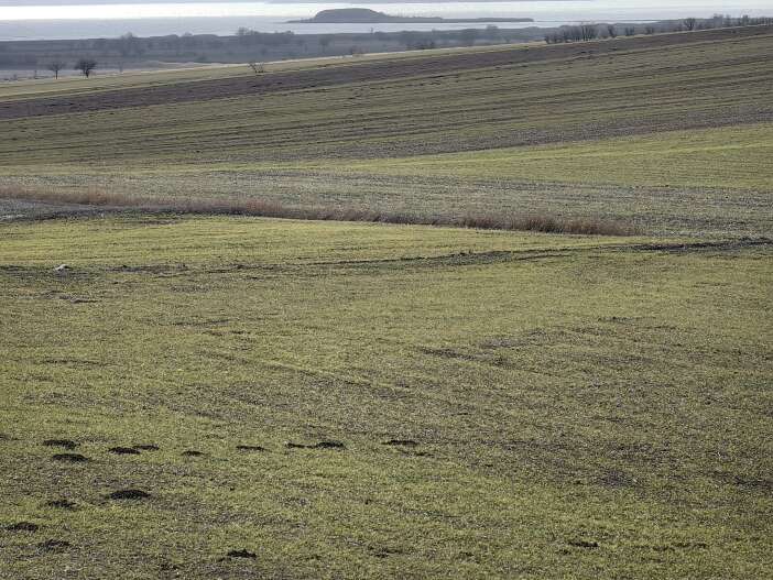 gecen-yil-kavrulan-konyanin-kirac-arazileri-bu-yil-cosuyor