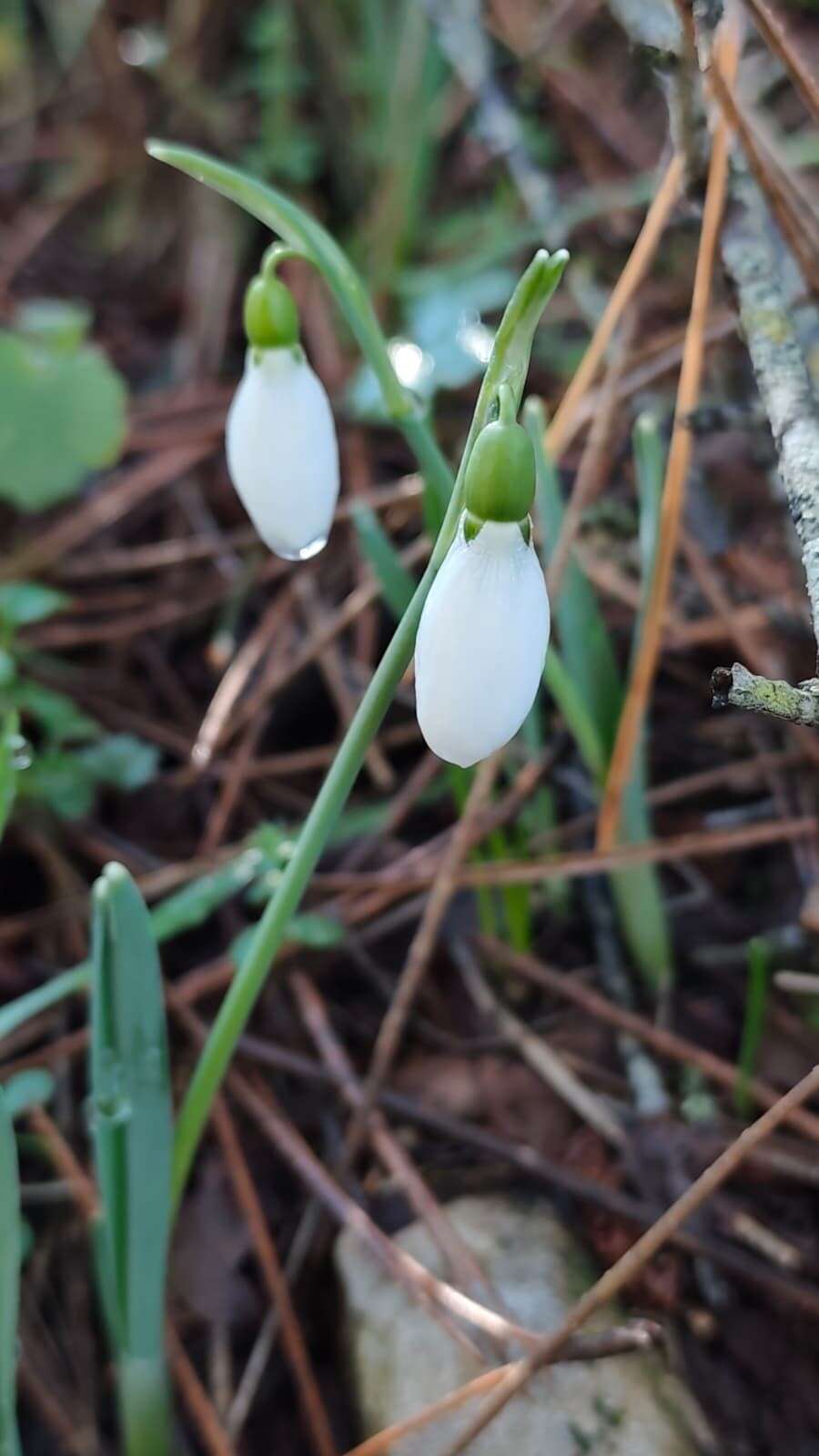 bu-cicegi-koparan-yandi-cezasi-700-bin-tl
