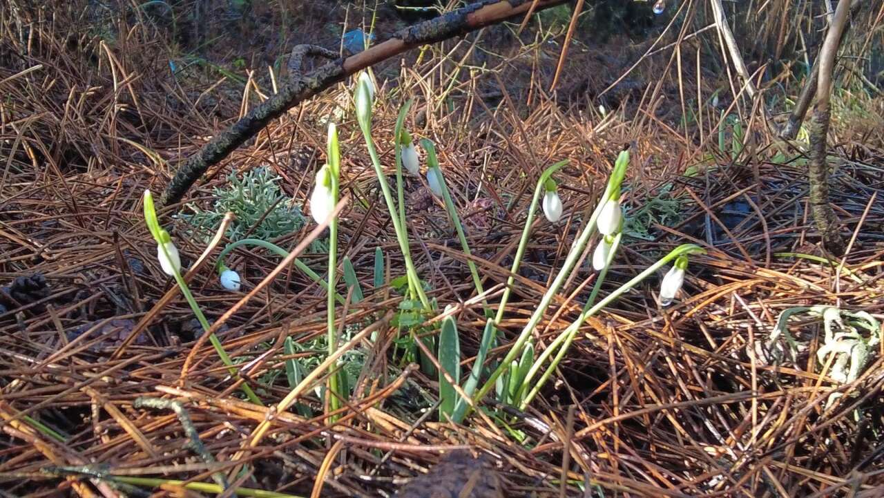 bu-cicegi-koparan-yandi-cezasi-700-bin-tl