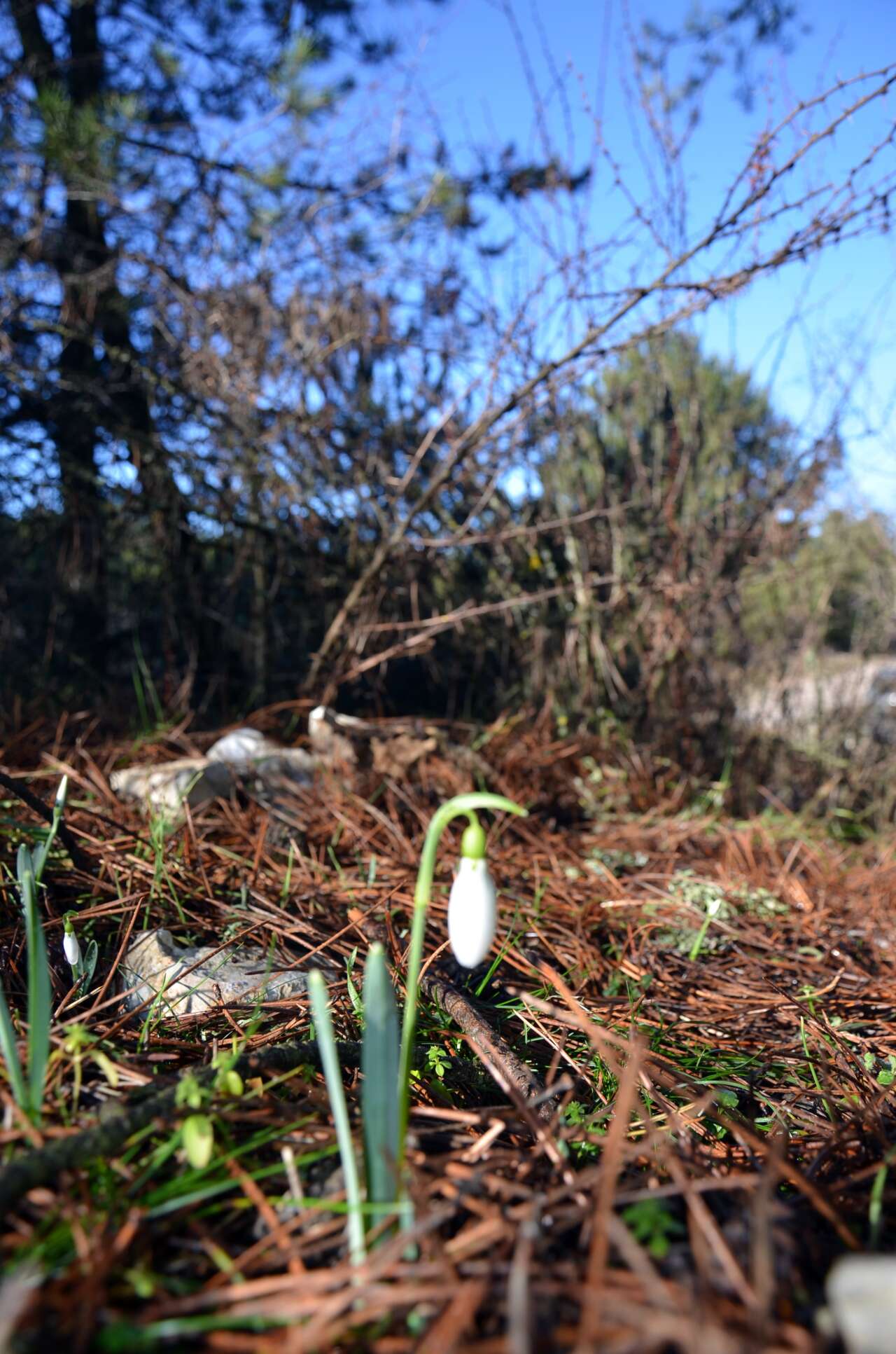 bu-cicegi-koparan-yandi-cezasi-700-bin-tl
