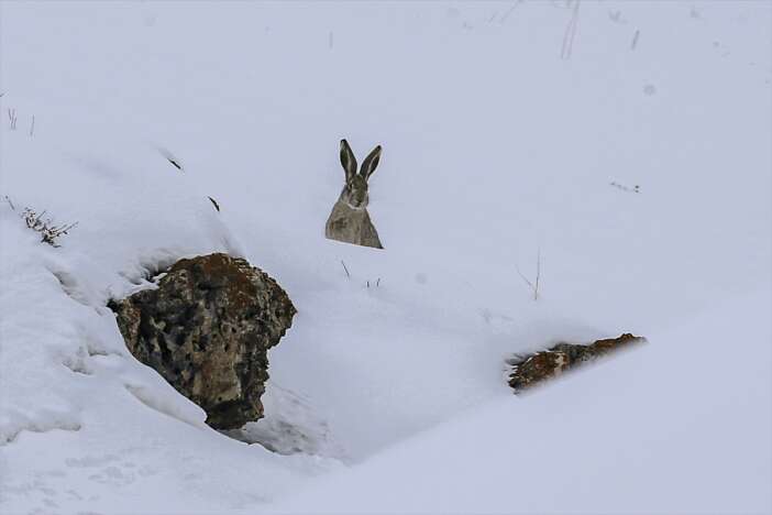 dondurucu-soguk-yaban-hayatini-da-vurdu-tavsan-boyle-yiyecek-aradi