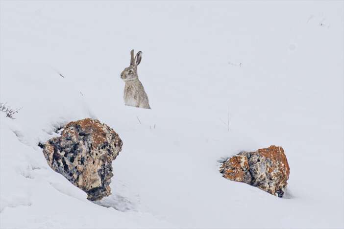 dondurucu-soguk-yaban-hayatini-da-vurdu-tavsan-boyle-yiyecek-aradi