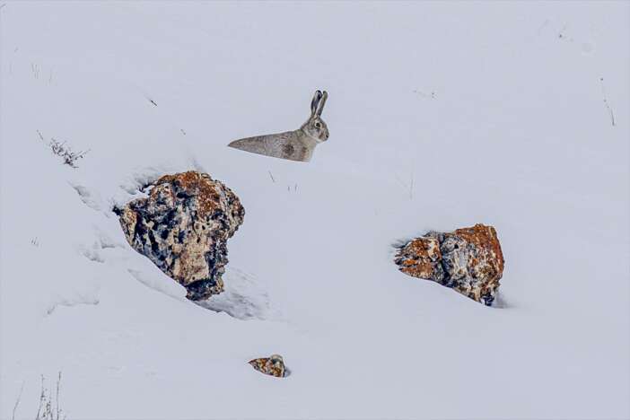 dondurucu-soguk-yaban-hayatini-da-vurdu-tavsan-boyle-yiyecek-aradi