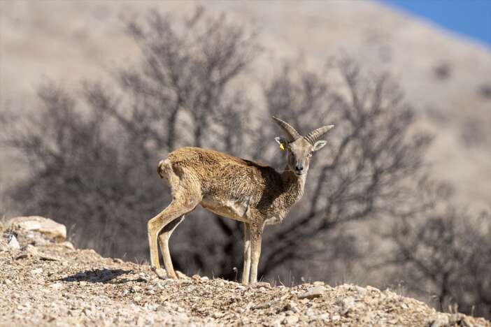 konyanin-altin-madeni-11-bin-yil-oncesini-gunumuze-tasiyor-anadolu-yaban-koyunu