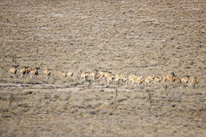 konyanin-altin-madeni-11-bin-yil-oncesini-gunumuze-tasiyor-anadolu-yaban-koyunu