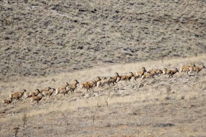 konyanin-altin-madeni-11-bin-yil-oncesini-gunumuze-tasiyor-anadolu-yaban-koyunu