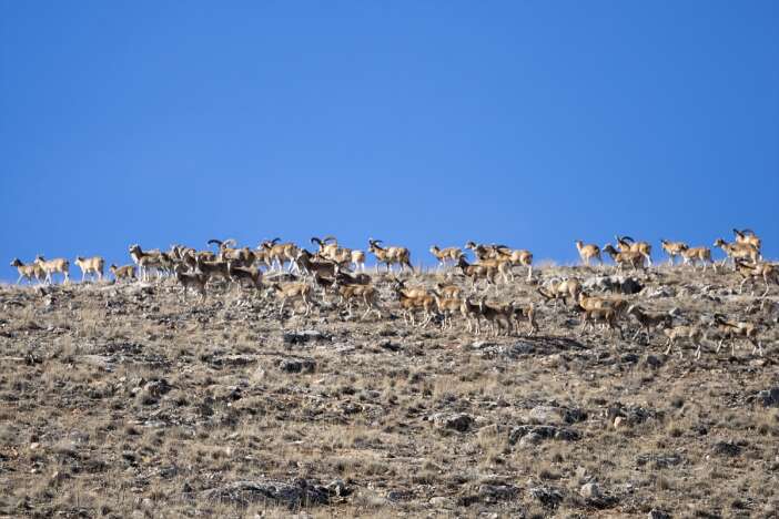 konyanin-altin-madeni-11-bin-yil-oncesini-gunumuze-tasiyor-anadolu-yaban-koyunu