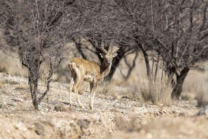 konyanin-altin-madeni-11-bin-yil-oncesini-gunumuze-tasiyor-anadolu-yaban-koyunu