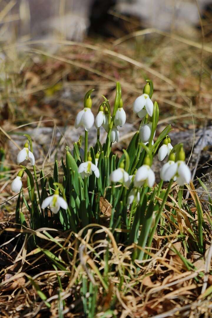 konyada-baharin-mujdecisi-acti-koparmanin-cezasi-699-bin-tl