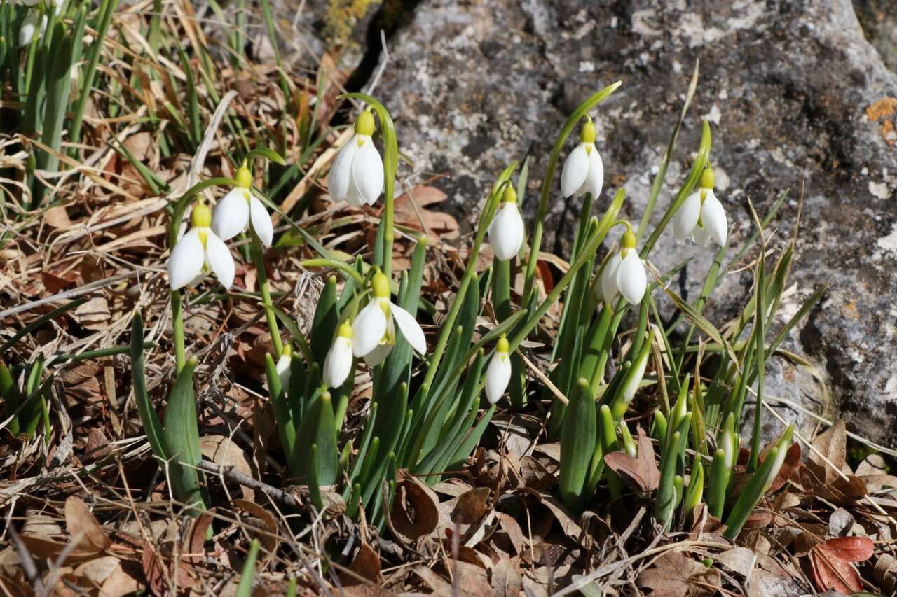 konyada-baharin-mujdecisi-acti-koparmanin-cezasi-699-bin-tl