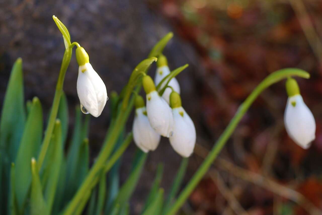 konyada-baharin-mujdecisi-acti-koparmanin-cezasi-699-bin-tl