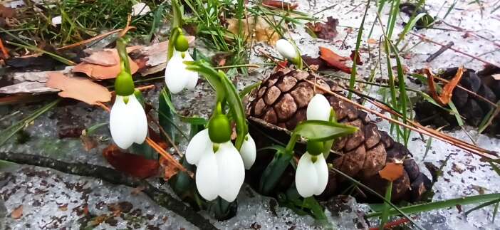 konyada-toroslarin-gelinligi-kardelenler-acti