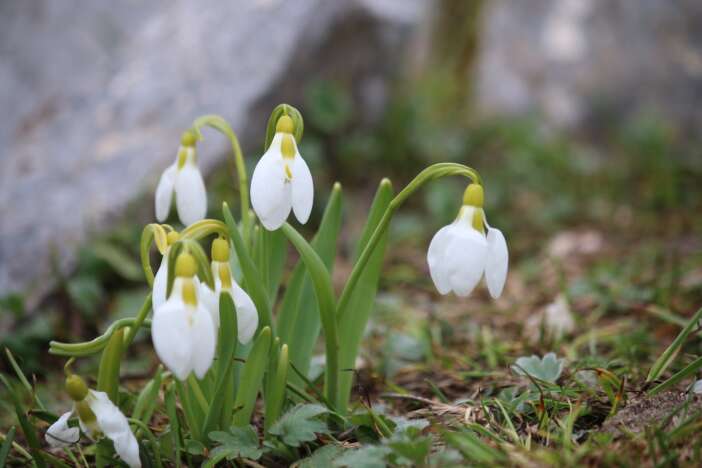 konyada-toroslarin-gelinligi-kardelenler-acti