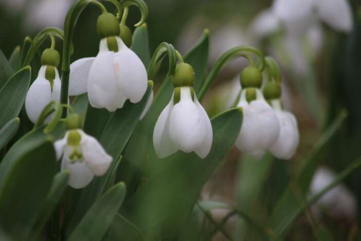 konyada-toroslarin-gelinligi-kardelenler-actikonyada-toroslarin-gelinligi-kardelenler-acti