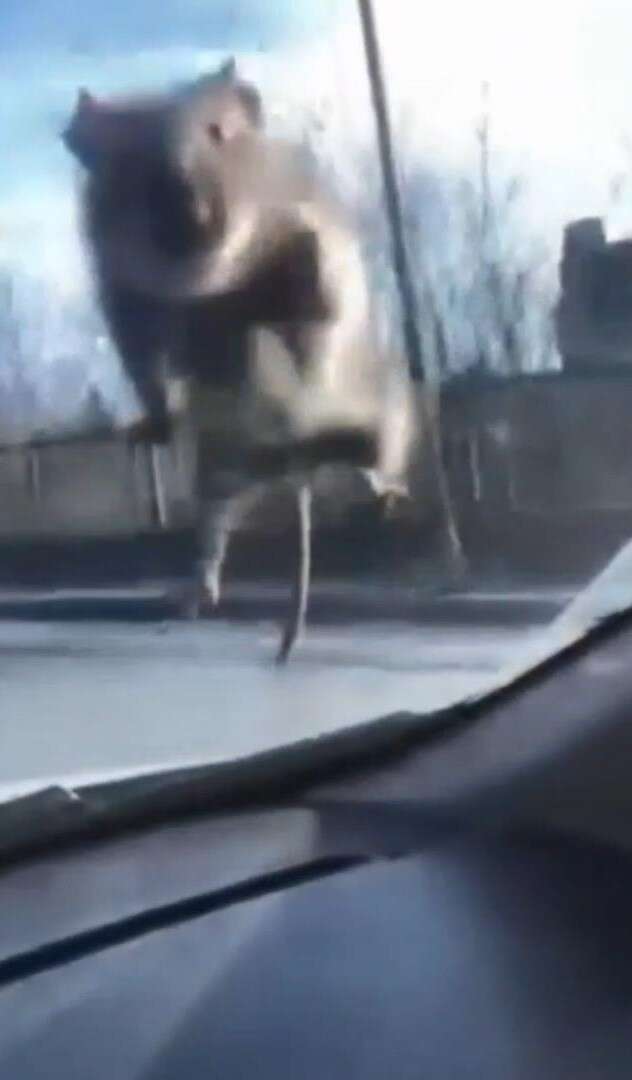 trafikte-ilginc-anlar-aracin-camina-fare-atladi-polisi-gorunce-kacti