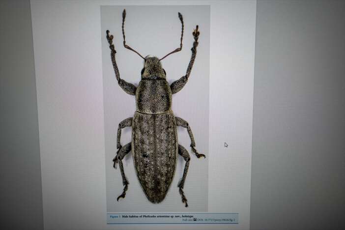 turkiyede-kesfedilen-iki-hortumlu-bocek-turu-dunya-literaturune-girdi