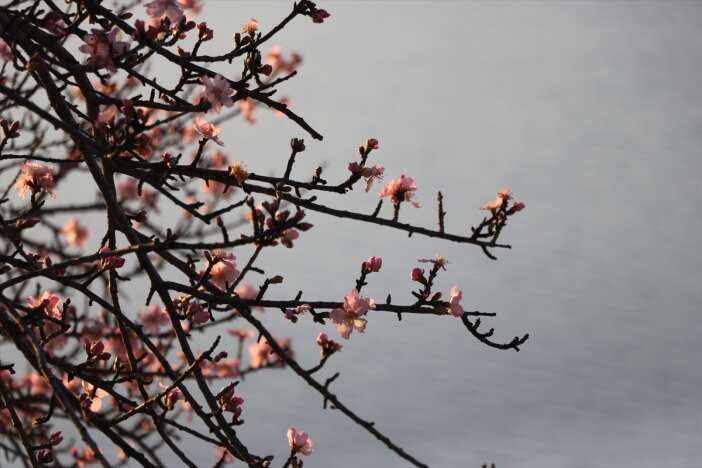 tekirdagda-badem-agaclari-erken-cicek-acti-bahar-manzaralari-olustu