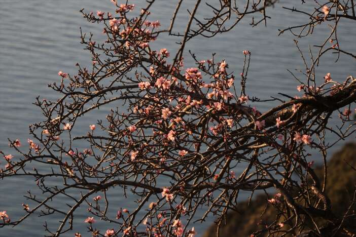 tekirdagda-badem-agaclari-erken-cicek-acti-bahar-manzaralari-olustu
