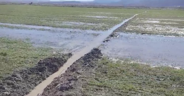 konyanin-unlu-havzasinda-kuraklik-bitti-fare-istilasi-da-sona-erdi