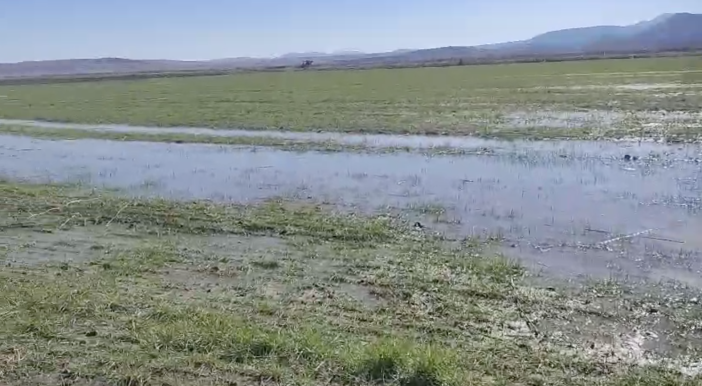 konyanin-unlu-havzasinda-kuraklik-bitti-fare-istilasi-da-sona-erdi