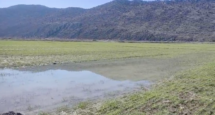 konyanin-unlu-havzasinda-kuraklik-bitti-fare-istilasi-da-sona-erdi