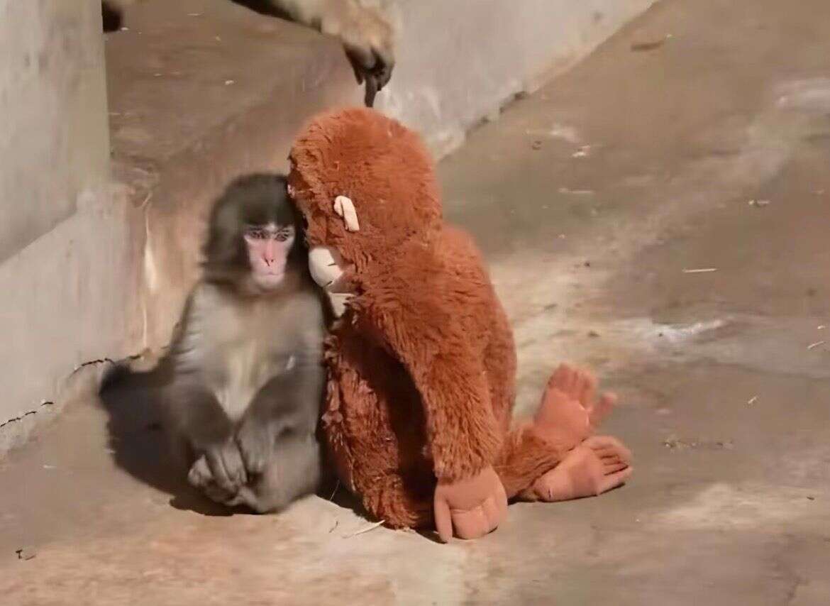 annesi-tarafindan-terk-edilen-yavru-maymun-teselliyi-oyuncakta-buldu